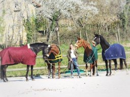 Chevaux